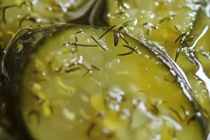 Homemade Dill Pickles